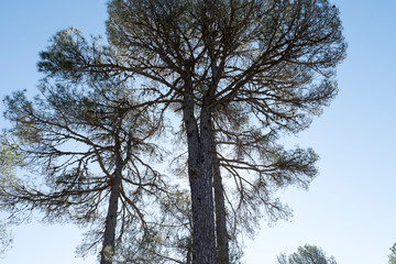 Centennial pine against the light with the branches looking like roots