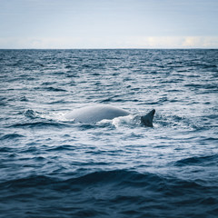 Bue Fin whale swimming in the Atlantic Ocean, surfaces off Pico Island in the Azores, Portugal and...