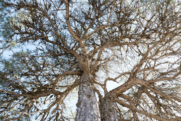 Pine on natural backlit spot, with the exfoliated branches simulating their roots