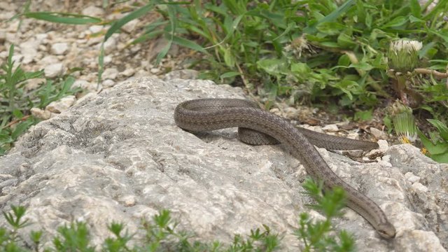 Smooth snake (Coronella austriaca) trying to escape