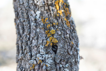 Tree bark with golden colored moss