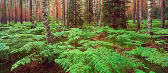 fern in the forest