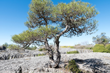 Tree on top of a red formation surrounded by vegetation.