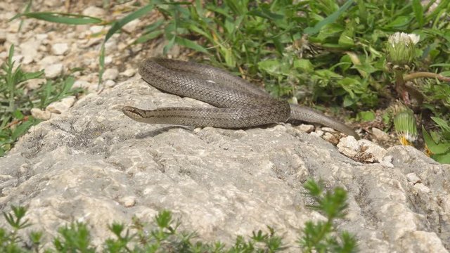 Smooth snake (Coronella austriaca) sunbathing on a rock