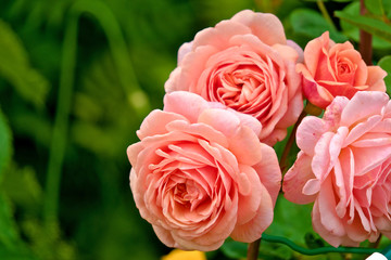 Pink roses blooming in the garden.