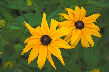 Fine yellow flowers of rudbeckia shining (Rudbeckia fulgida).