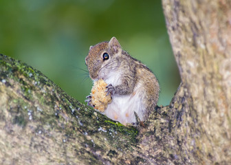 Naklejka na ściany i meble chipmunk eating nut