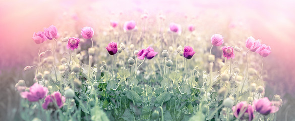 Obraz na płótnie Canvas Poppy flower, selective and soft focus on purple poppy flowers in meadow