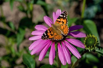 Fototapeta na wymiar Butterfly on the blooming flower - life in the garden