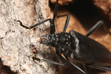 Female of a great capricorn beetle sitting on the oak bark. An endangered European species on a horizontal close up picture in its natural habitat.