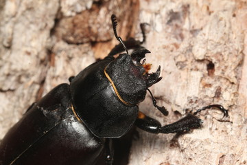 Large female of the giant stag beetle sitting on the oak bark. An endangered European insect species in its natural habitat.