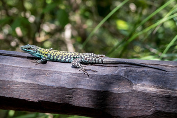 Closeup of green lizard (prob. male Lacerta Bilineata) on wooden railing (Italy)