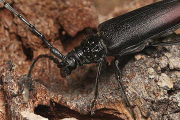 Female of a great capricorn beetle sitting on the oak bark. An endangered European species on a horizontal close up picture in its natural habitat.