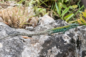 Closeup of green lizard (prob. male Lacerta Bilineata) on a rock (Italy)