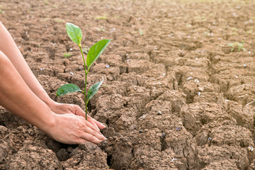 Men hands plant trees on dry areas. The soil is broken in the hot air.