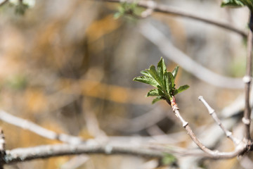 Macro photograph of the birth of one of the branches of a new seed