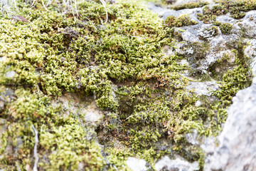 Orange-colored moss surrounded by dead vegetation on a bedrock