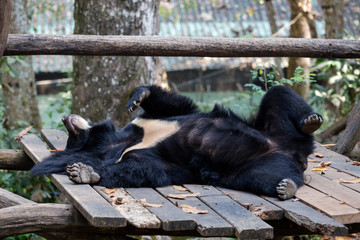 A Black Bear In Tat Kuang Si Bear Rescue Centre, Luang Prabang, Laos