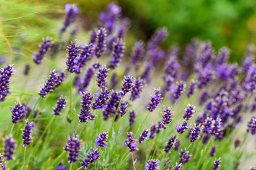 Fototapeta premium Lavender blooming in the garden.