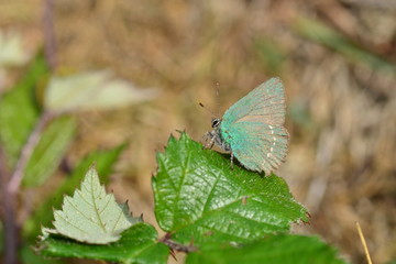 Green Hairstreak Butterfly, U.K. Macro 1:1 image of an insect.