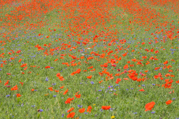 Poppies in bloom in the plain of Castelluccio di Norcia. Apennines, Umbria, Italy