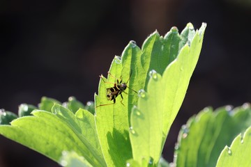 Insect and water drops on leaves 