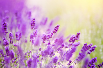 Lavender bushes closeup on sunset. Sunset gleam over purple flowers of lavender. Provence region of france.