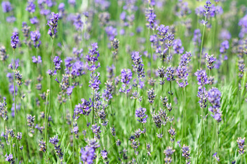 Lavender blooming in the garden.