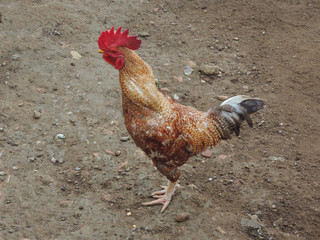 A single Rooster