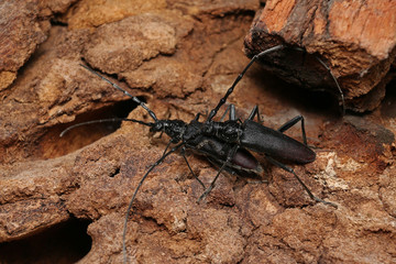 Mating great capricorn beetles on the oak bark. An endangered European species on a horizontal close up picture in its natural habitat.