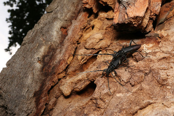 Mating great capricorn beetles on the oak bark. An endangered European species on a horizontal close up picture in its natural habitat.
