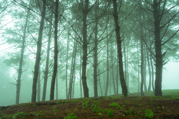 Fototapeta na wymiar Pine jungle / forest with freshness and foggy environment during raining season in the morning, Applied with blue light shade. Natural refreshment feeling concept.
