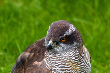 a goshawk leaning on his innkeeper surrounded by grass