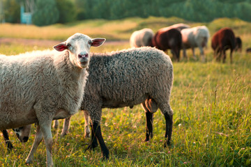 Obraz premium Sheep graze in the meadow. In the background is a herd of cows. Selective focus. Copy space.