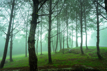 Pine jungle / forest with freshness and foggy environment during raining season in the morning, Applied with blue light shade. Natural refreshment feeling concept.