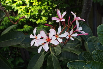 Temple tree flowers, Apocynaceae Frangipani or Plumeria  and Wrightia religiosa  branches and leaves