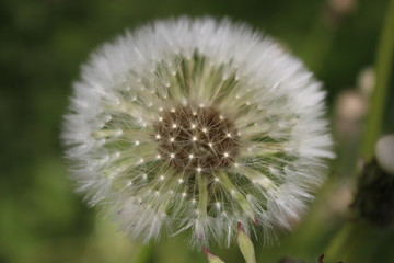 big fluffy white dandelion flower