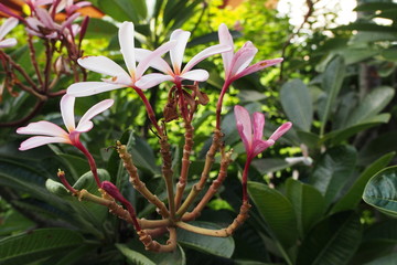 Temple tree flowers, Apocynaceae Frangipani or Plumeria  and Wrightia religiosa  branches and leaves