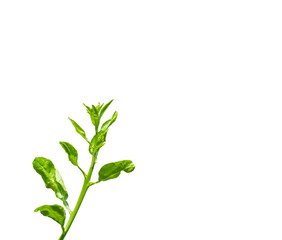 Fototapeta na wymiar Lemon leaves on white background