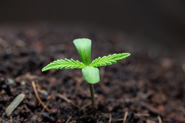 The Cannabis plant, Ganja