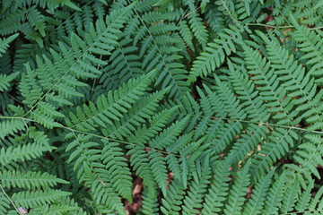 bright green fern in a shady forest