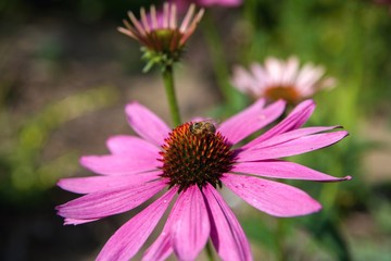 Obraz premium Honeybee on the blooming flower - life in the garden