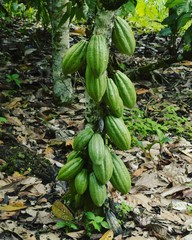 corn in the garden cocoa cacao