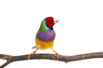 Gouldian finch Bird
