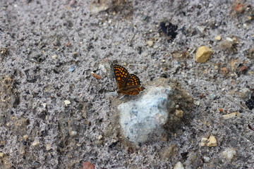 red butterfly on sandy-rocky ground