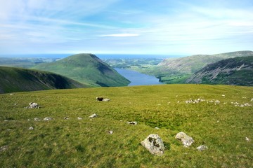 Obraz premium Herdwick sheep grazing high above Wast Water