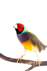 Gouldian finch Bird