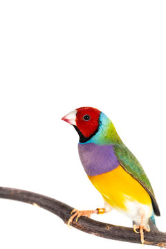 Gouldian finch Bird