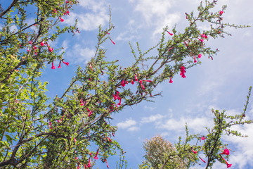 Flor original do Perú, flora peruana