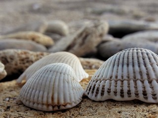 Obraz na płótnie Canvas shell, beach, sea, sand, seashell, shells, nature, summer, ocean, coast, seashells,
